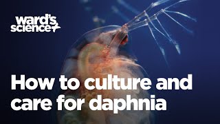 Caring and Culturing for Daphnia [upl. by Huberman884]