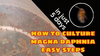 How to Culture Magna Daphnia Easily [upl. by Lokin]