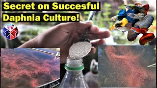 How to Culture Daphnia Successfully [upl. by Herstein]