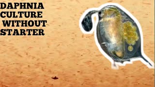 HOW TO CULTURE DAPHNIA NATURALLY WITHOUT A STARTER [upl. by Atwahs357]