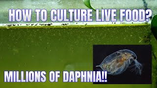 How to Culture Daphnia Secret Method to Breed MILLIONS  Simply Aquatic [upl. by Lobel821]