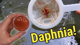 How I Culture Daphnia In Outdoor Tubs [upl. by Connie]