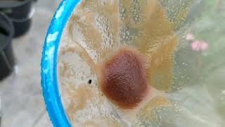 How to culture daphnia moina in a small container Part 1 English Subtitle [upl. by Thorny]