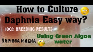 Daphnia MagnaHow to Culture Daphnia Easy wayCulturing Daphnia using Green water Daphnia [upl. by Ayikin]