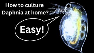 BEST Live Fish Food Beginner guide How to Culture Daphnia at home [upl. by Aihtniroc]