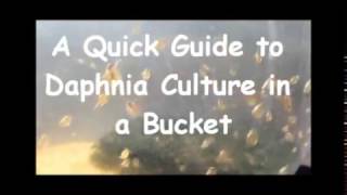 How to culture daphnia outside [upl. by Terrab568]