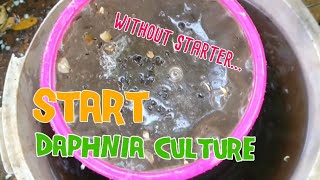 How to culture daphnia moina the easy way 1  Starting the Daphnia culture [upl. by Lilias401]