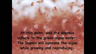 Daphnia  How to grow daphnia in your home [upl. by Cloutman534]