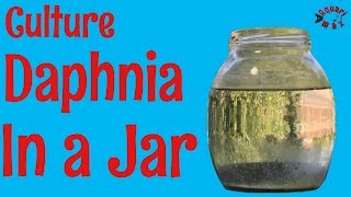 How to Culture Daphnia in a Jar [upl. by Adnicaj]