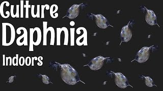 How to Culture Daphnia [upl. by Tarrsus]