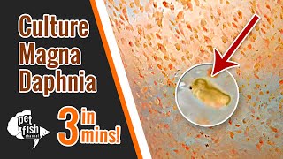 How to culture DAPHNIA MAGNA  The easy way [upl. by Ulrikaumeko]