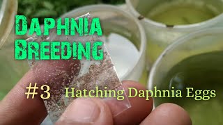 Daphnia Culture made simple and easy 3  Hatching Daphnia eggs [upl. by Phonsa835]