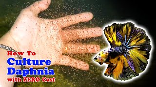 How to Culture Daphnia with ZERO Cost  Unlimited Live Food For Our Fish [upl. by Herrle]