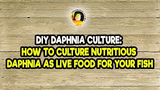 DIY Daphnia Culture How to Culture Nutritious Daphnia as Live Food for Your Fish [upl. by Newlin209]