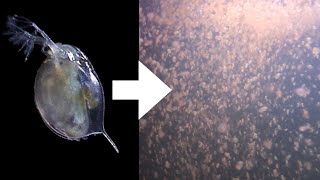 How I Culture Daphnia [upl. by Tehcac108]