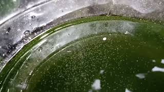 DAPHNIA MOINA CULTURE IN A SMALL BUCKET [upl. by Radman]