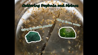 How To Culture Daphnia and Moinas using Green Water Spirulina powder [upl. by Raleigh710]