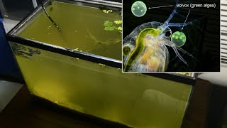 Raising Daphnia for the Freshwater Aquarium [upl. by Enitsua]