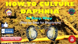 HOW TO CULTURE DAPHNIA In Easy Way [upl. by Jane295]